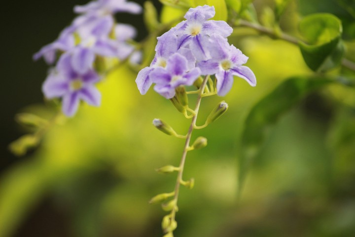 the amazing beautiful flowers.