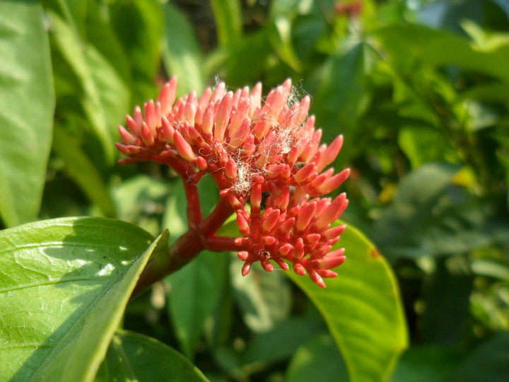 My Garden's flower.
