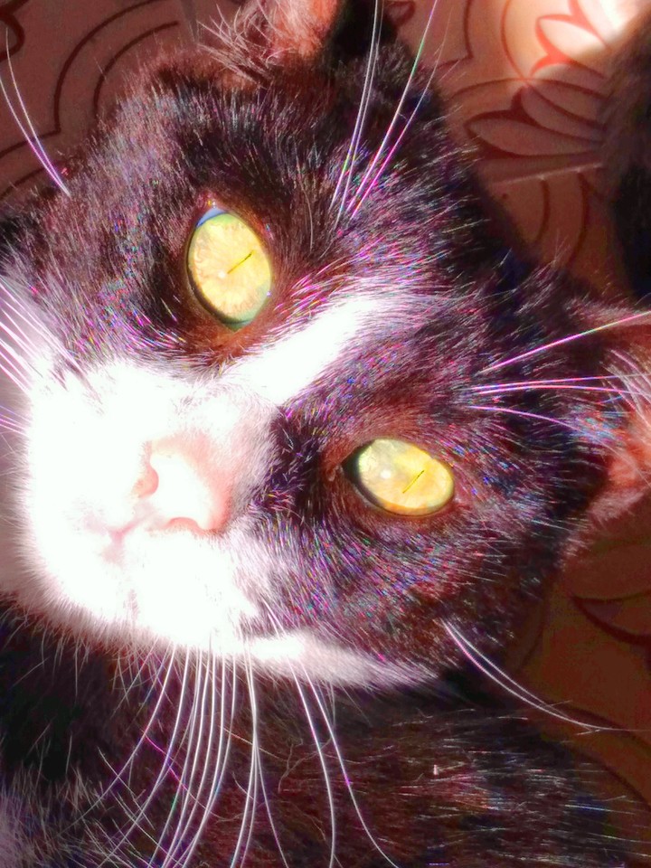 Oggetto Cat