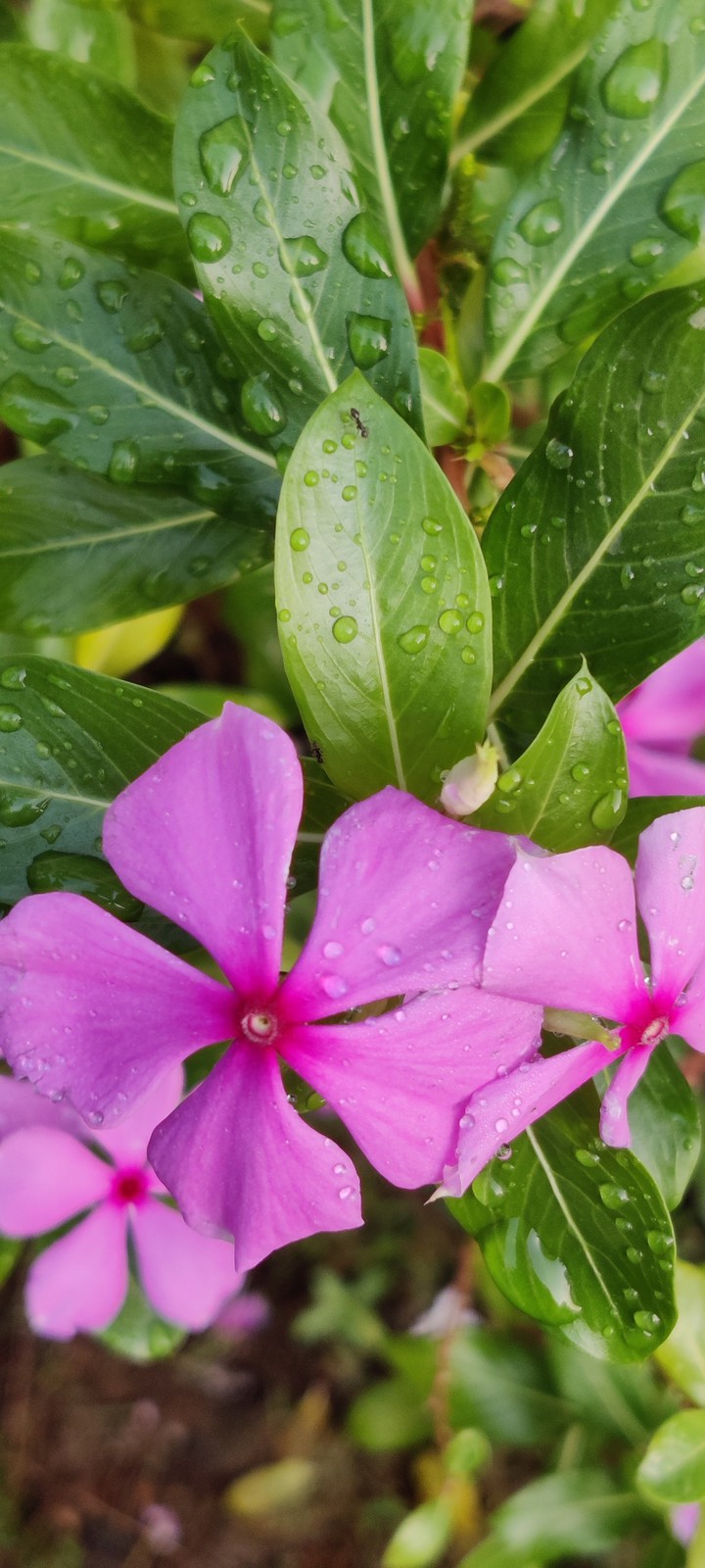 morning flower