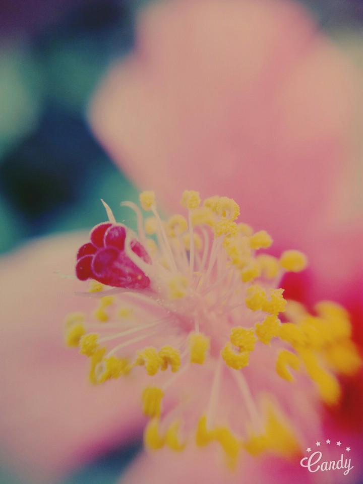 incredible flower