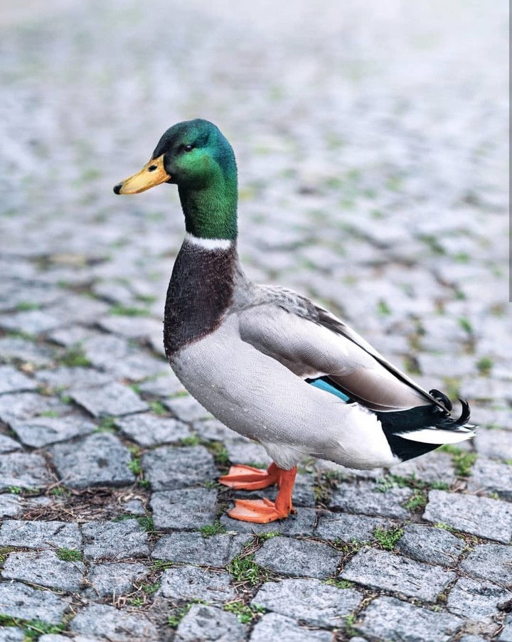 duck