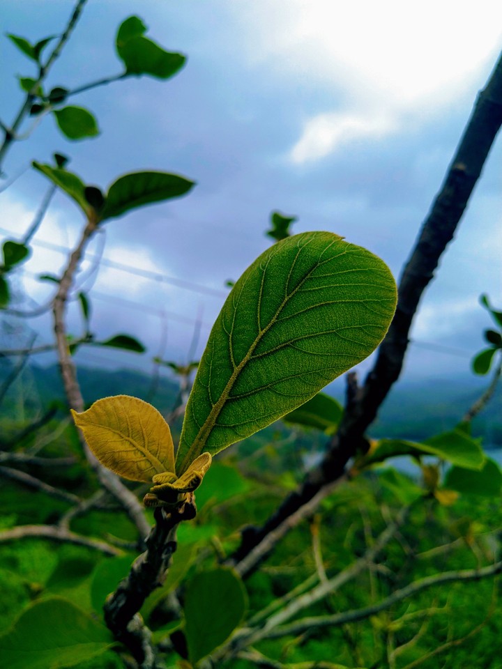 Leaves