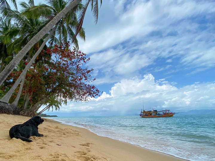 dog on the beach