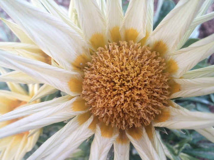 Sun flower