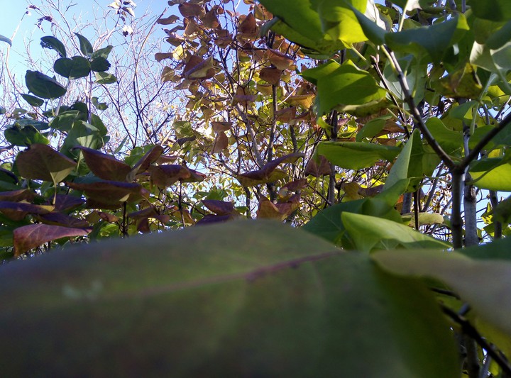 autumn