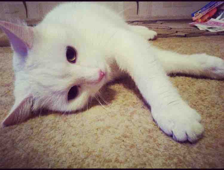 cat