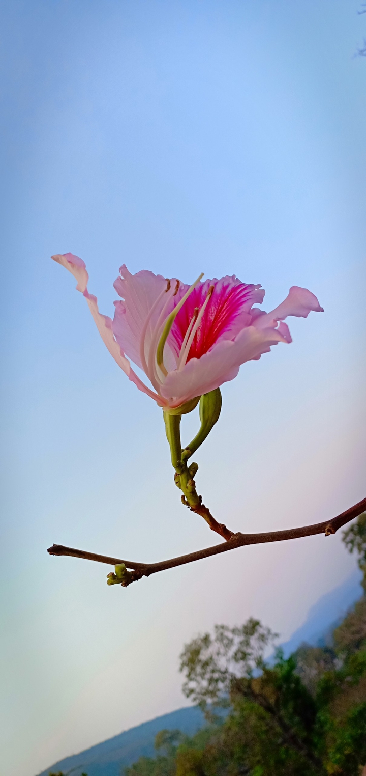 flawer
