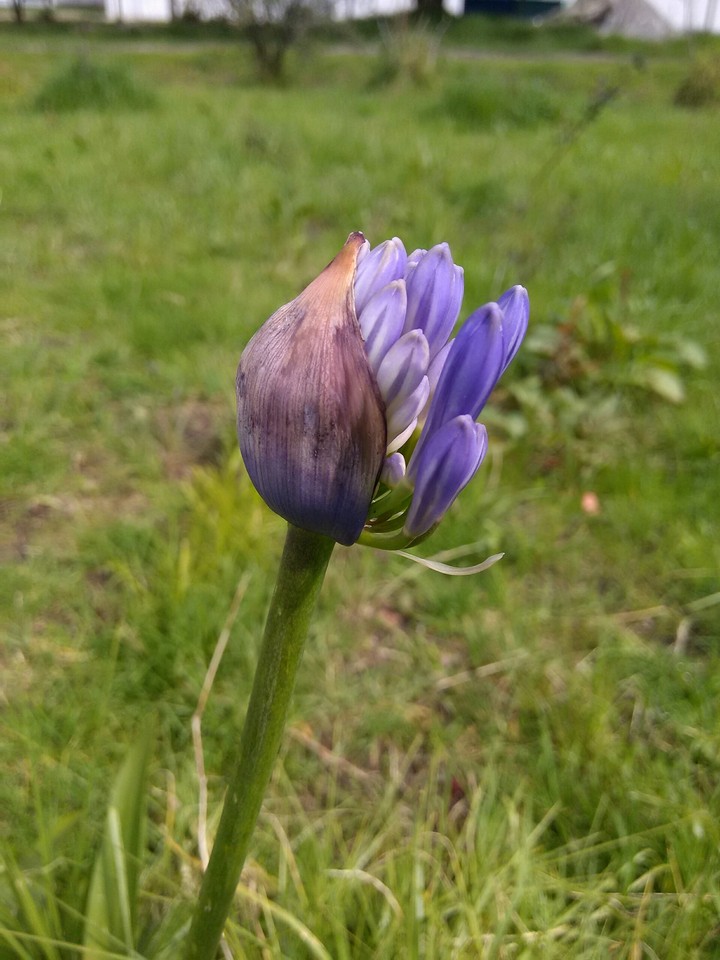 Floreciendo.