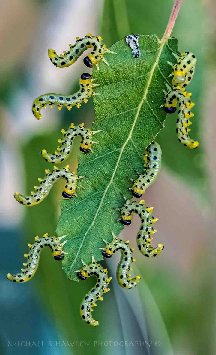 attack