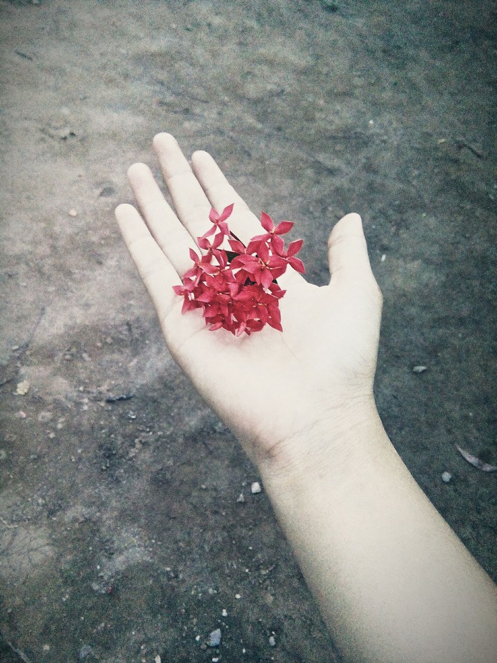 flower red