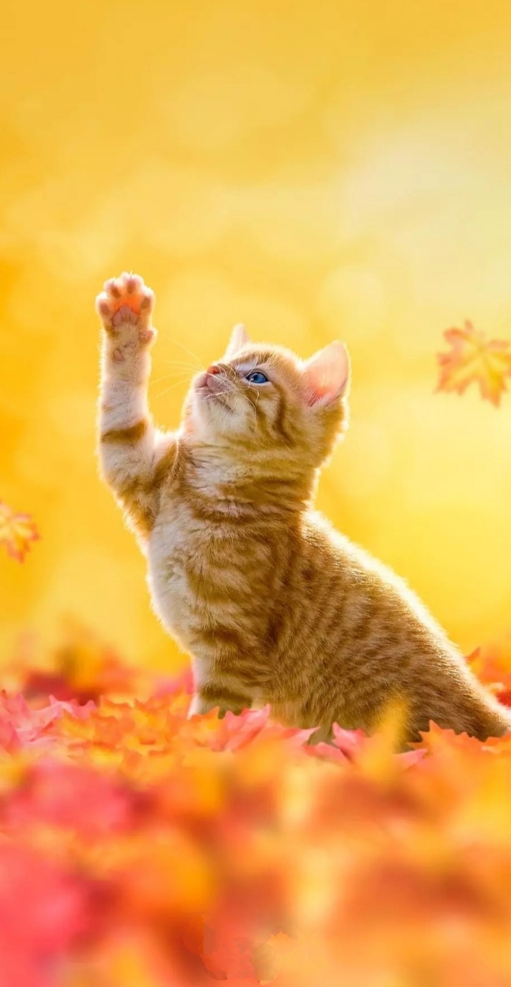 Little Kitten beats wobbly cat syndrome