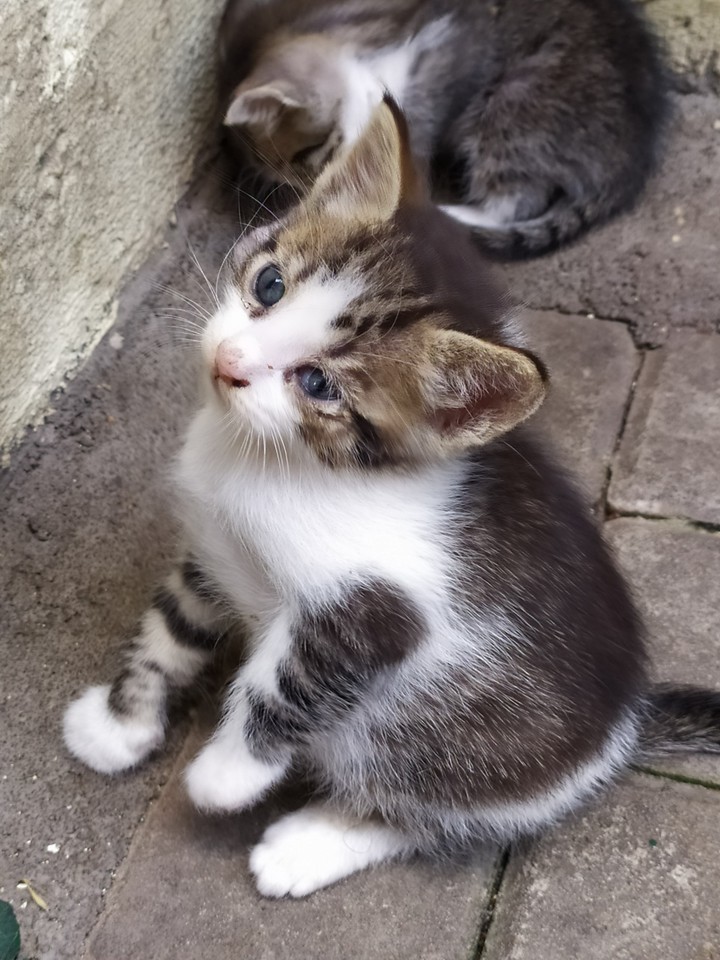 •little kitten•