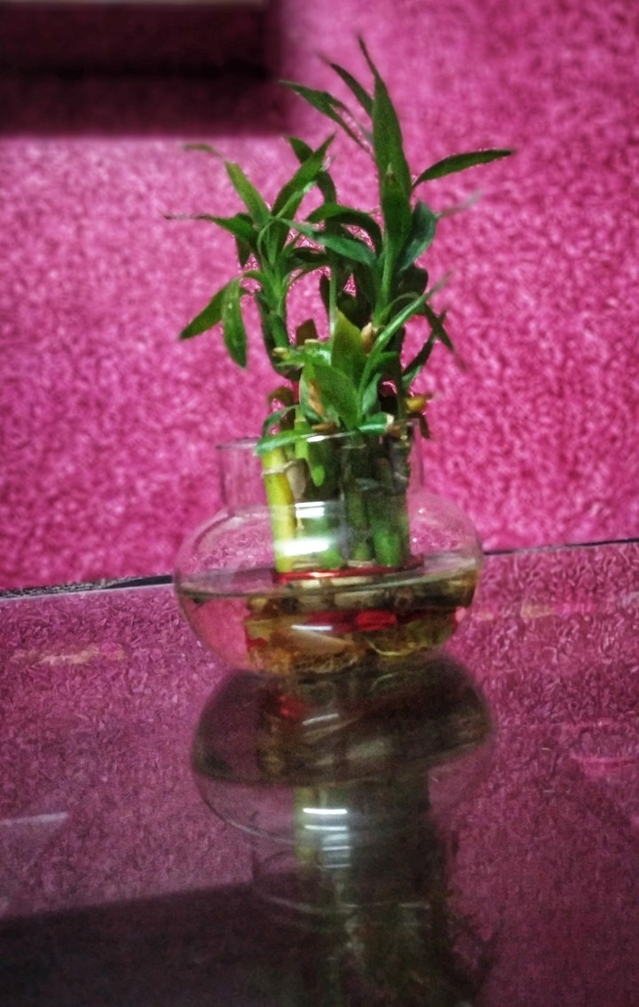 plant