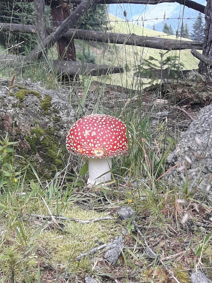 mushroom plant