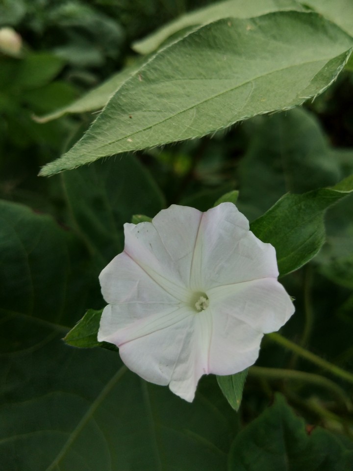 white flower