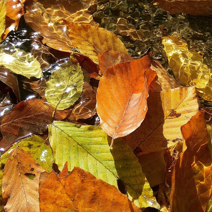 Fallen leaves