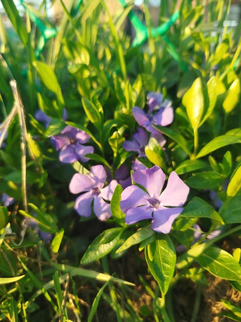 groundcover, petal háttérképek