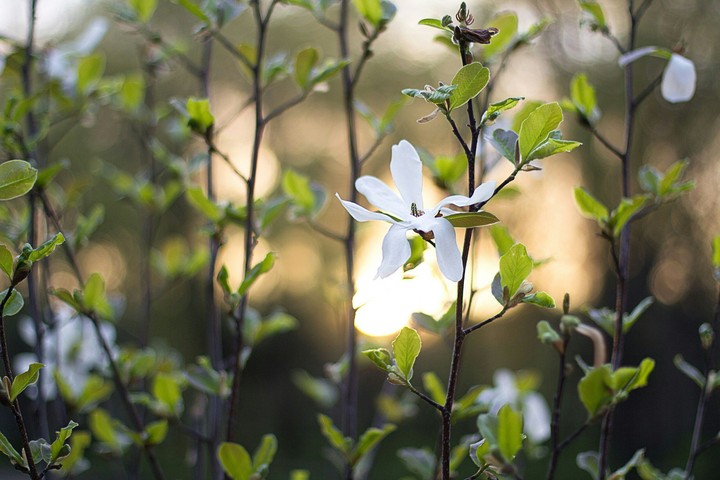 spring