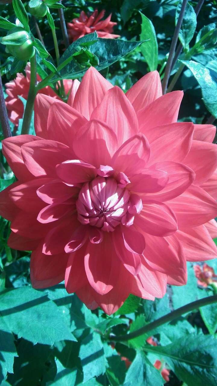 flower