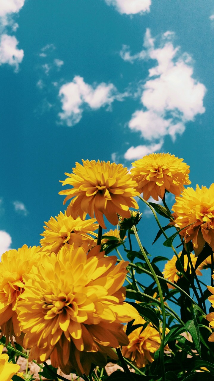 flowers
