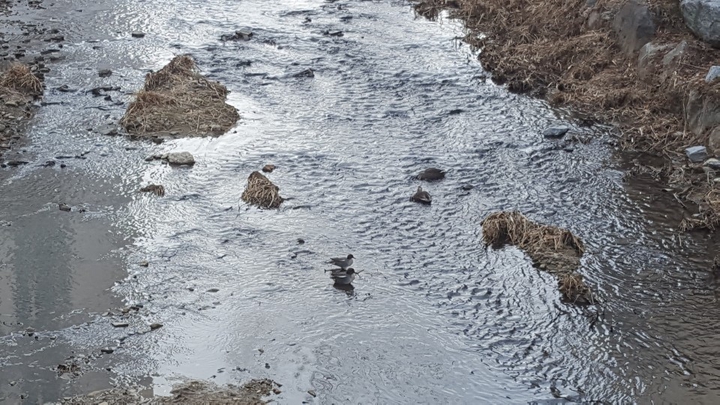 duck