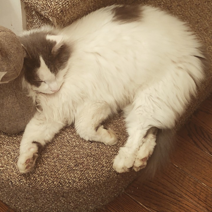 Fluffy Kitty