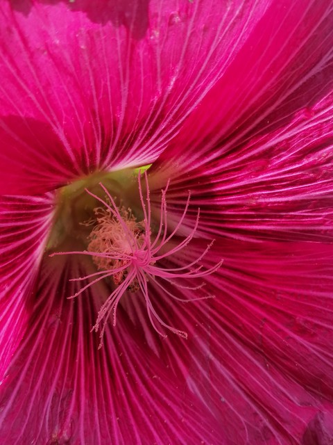 purple, magenta壁紙