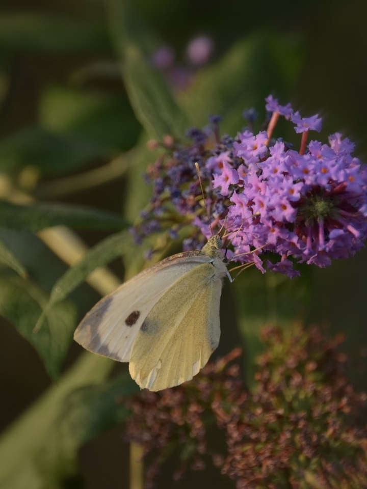 Fragile Beauty