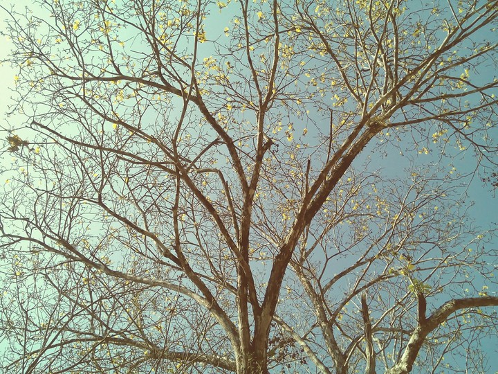 twig