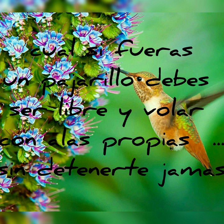 lucha por tus sueños