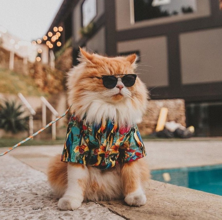 Real kitty