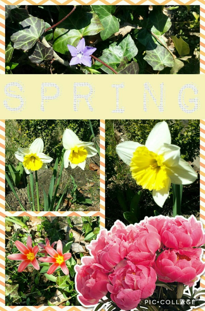 Sping
