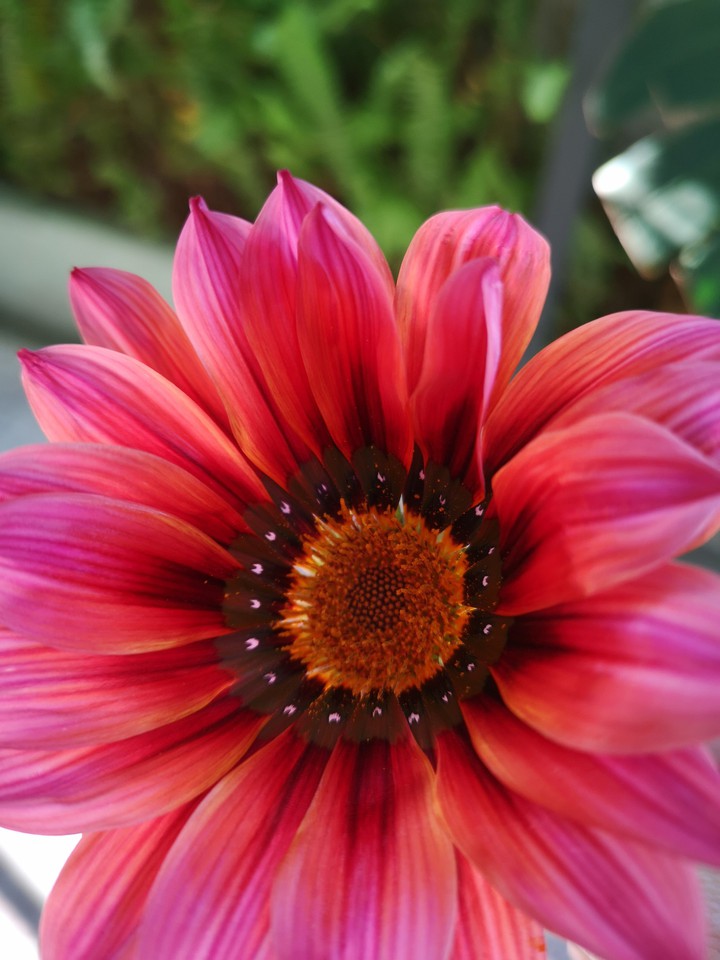 Flor