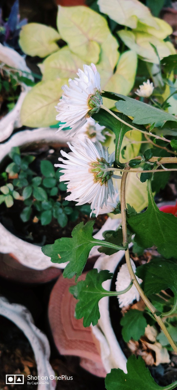 White Flowers