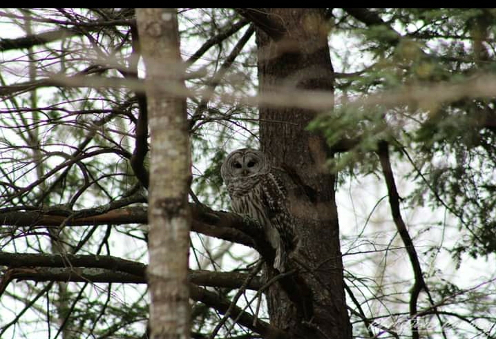 Barred owl
