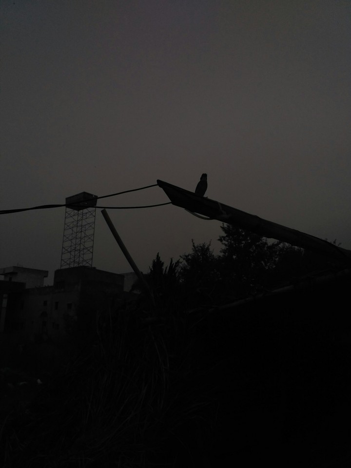 Nature in Black