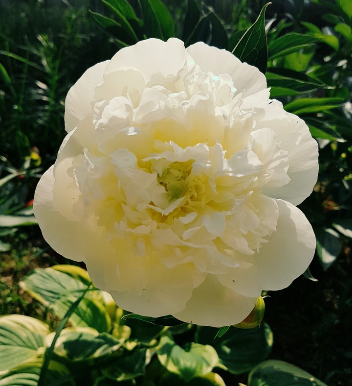 peony