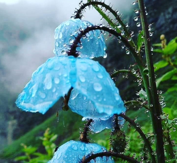Flower.. ?