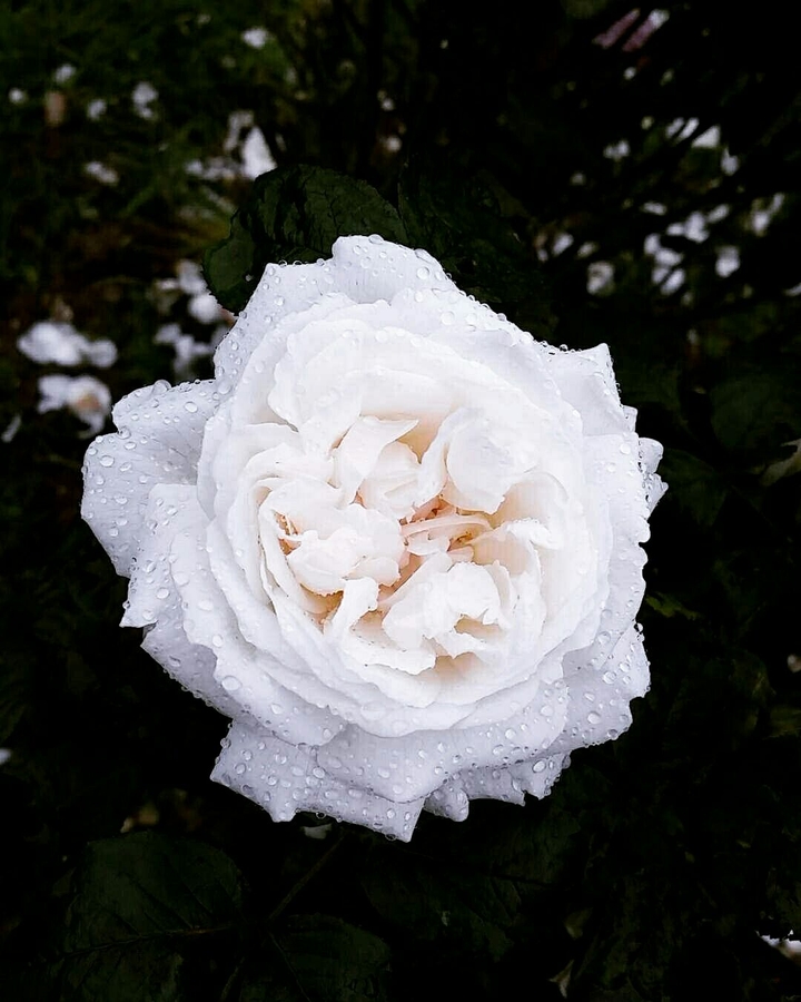 White flower