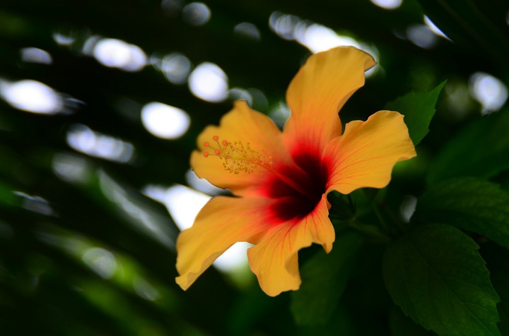 hibiskus flower