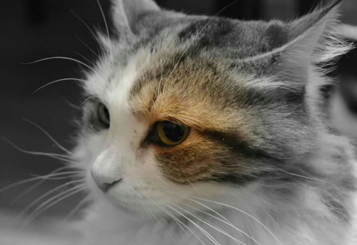the cat