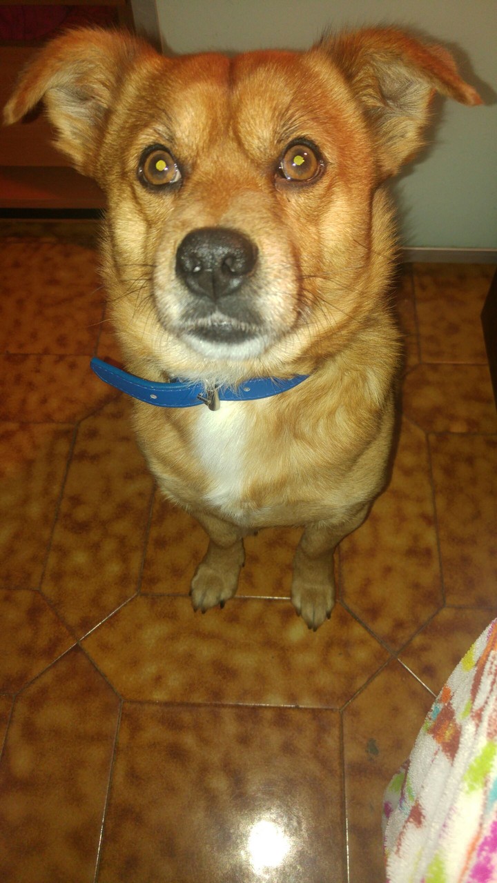 RINGO