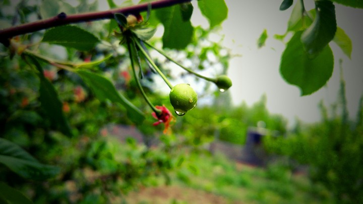 nature