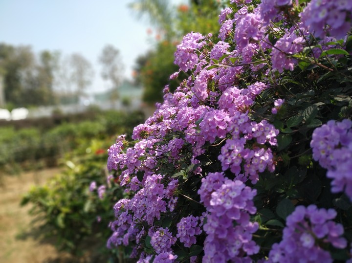 flowers