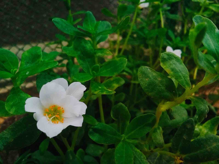 green with white flowers
