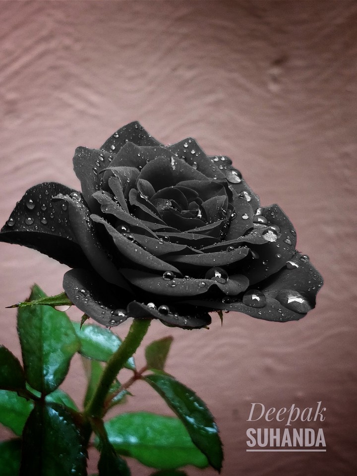 black Rose