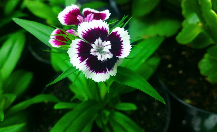 Flores violeta