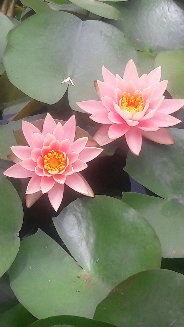 lotus