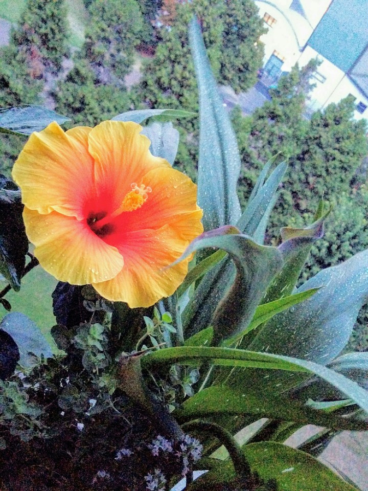 la naturaleza es sabia...